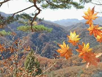 芳草地澳门免费资料大全2025全面释义、解释落实